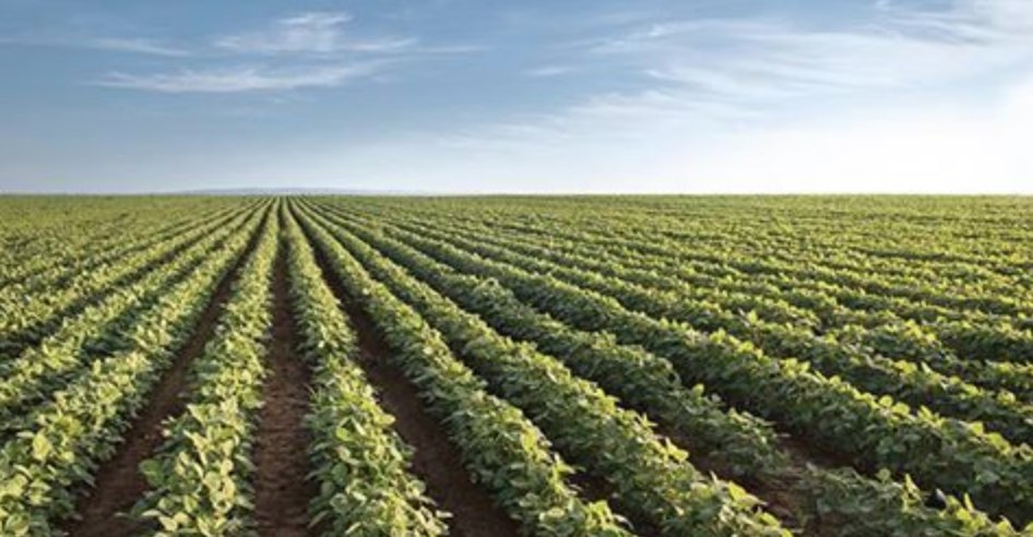 Asgrow_DEKALB's tweet photo. EPA supports product label updates to help farmers use dicamba even more successfully in 2018. Learn more:  https://t.co/4DDvWFBHLp https://t.co/xO8A8Kn0aP