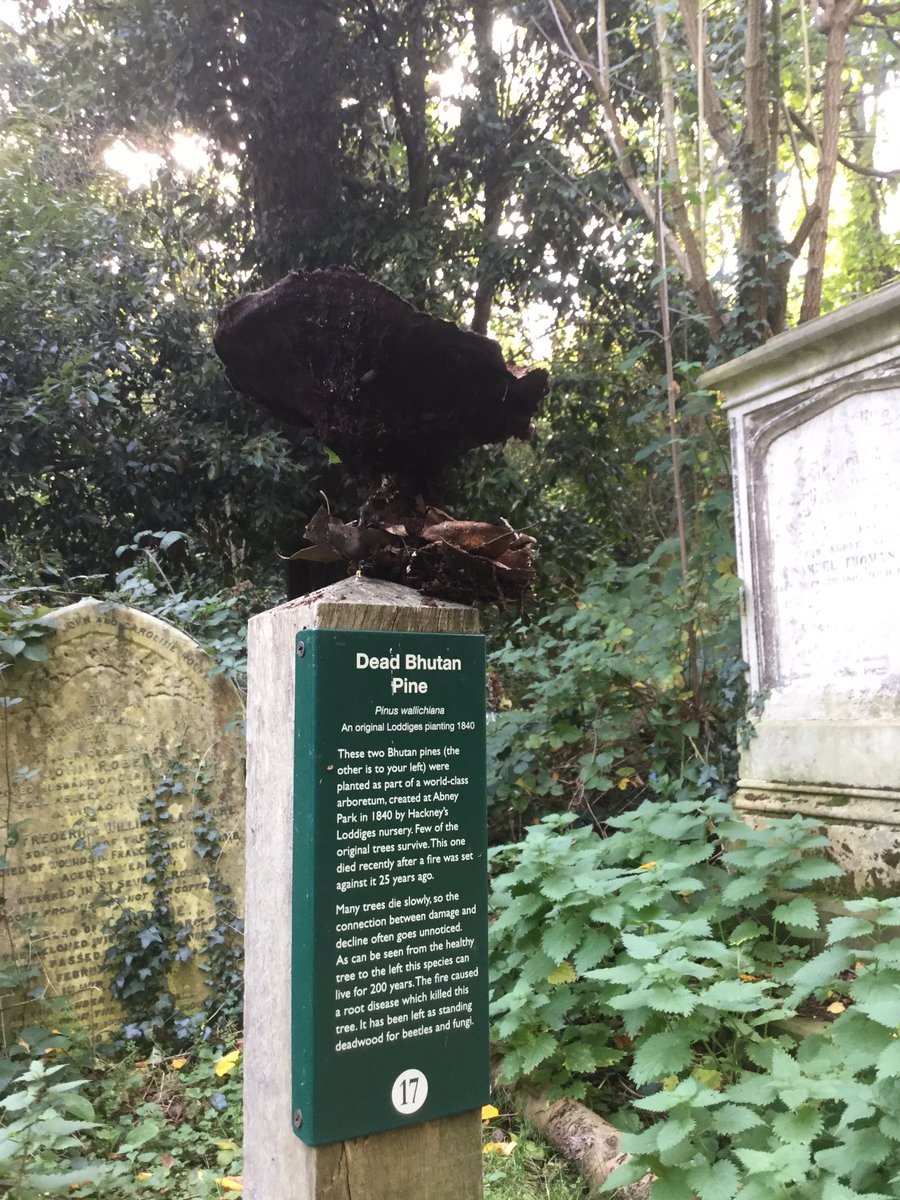 treeruss's tweet photo. Ageing Dyer's mazegill #Phaeolus schweinitzii @AbneyParkN16: moved to light 4 photo. #Fungus fruits annually under dead pine. #treefungi https://t.co/MrbdaTQ1yS