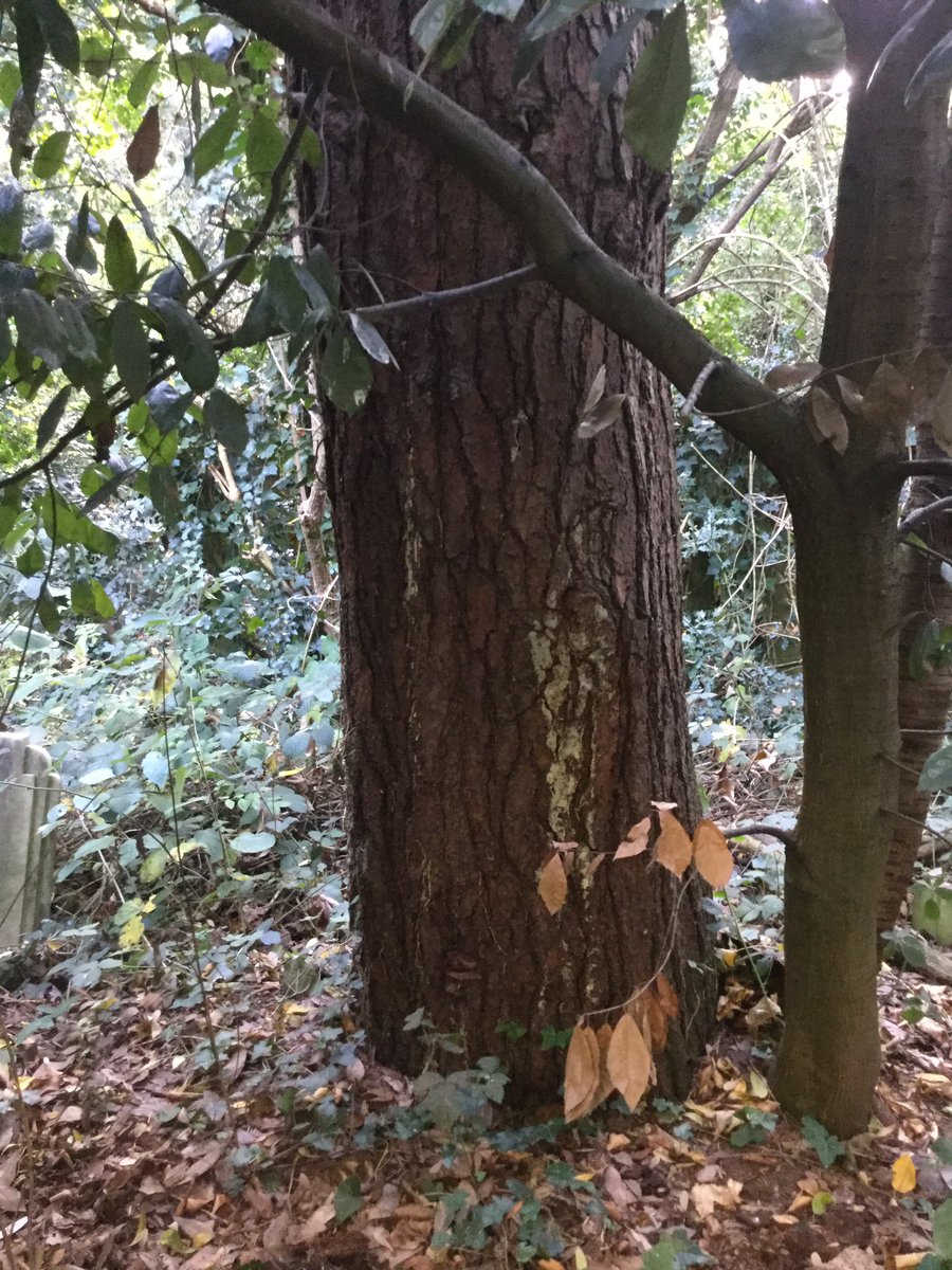 treeruss's tweet photo. Ageing Dyer's mazegill #Phaeolus schweinitzii @AbneyParkN16: moved to light 4 photo. #Fungus fruits annually under dead pine. #treefungi https://t.co/MrbdaTQ1yS