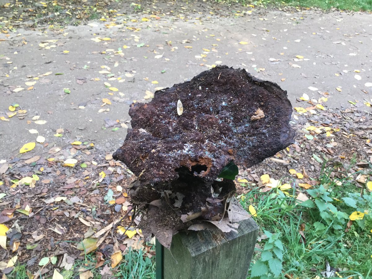 treeruss's tweet photo. Ageing Dyer's mazegill #Phaeolus schweinitzii @AbneyParkN16: moved to light 4 photo. #Fungus fruits annually under dead pine. #treefungi https://t.co/MrbdaTQ1yS