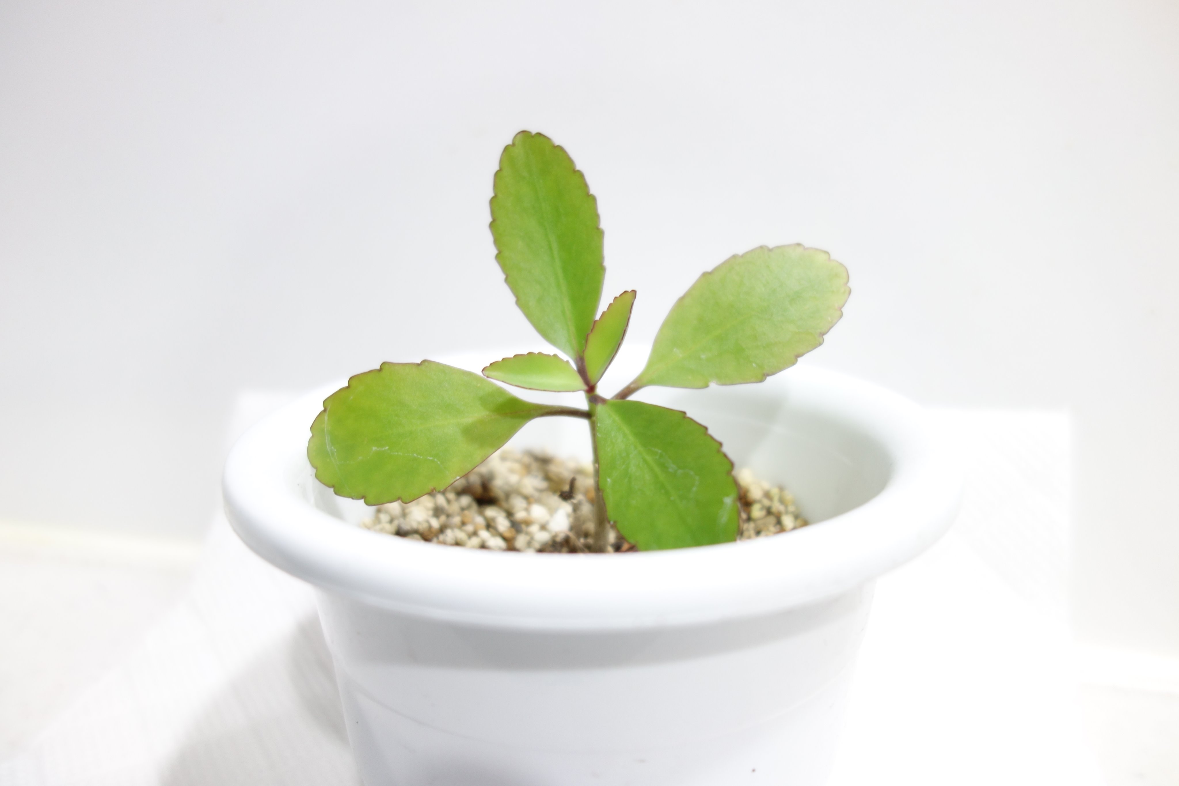 تويتر Atlier Toto アトリエトト على تويتر ガーデンより 植物の販売のお知らせ 幸せの葉っぱ や マザーリーフ と呼ばれる 沖縄産の セイロンベンケイソウ の親葉を販売します 葉をお皿などに置いて ２ ３mmの水を張り 毎日水を変えていると 葉っぱ