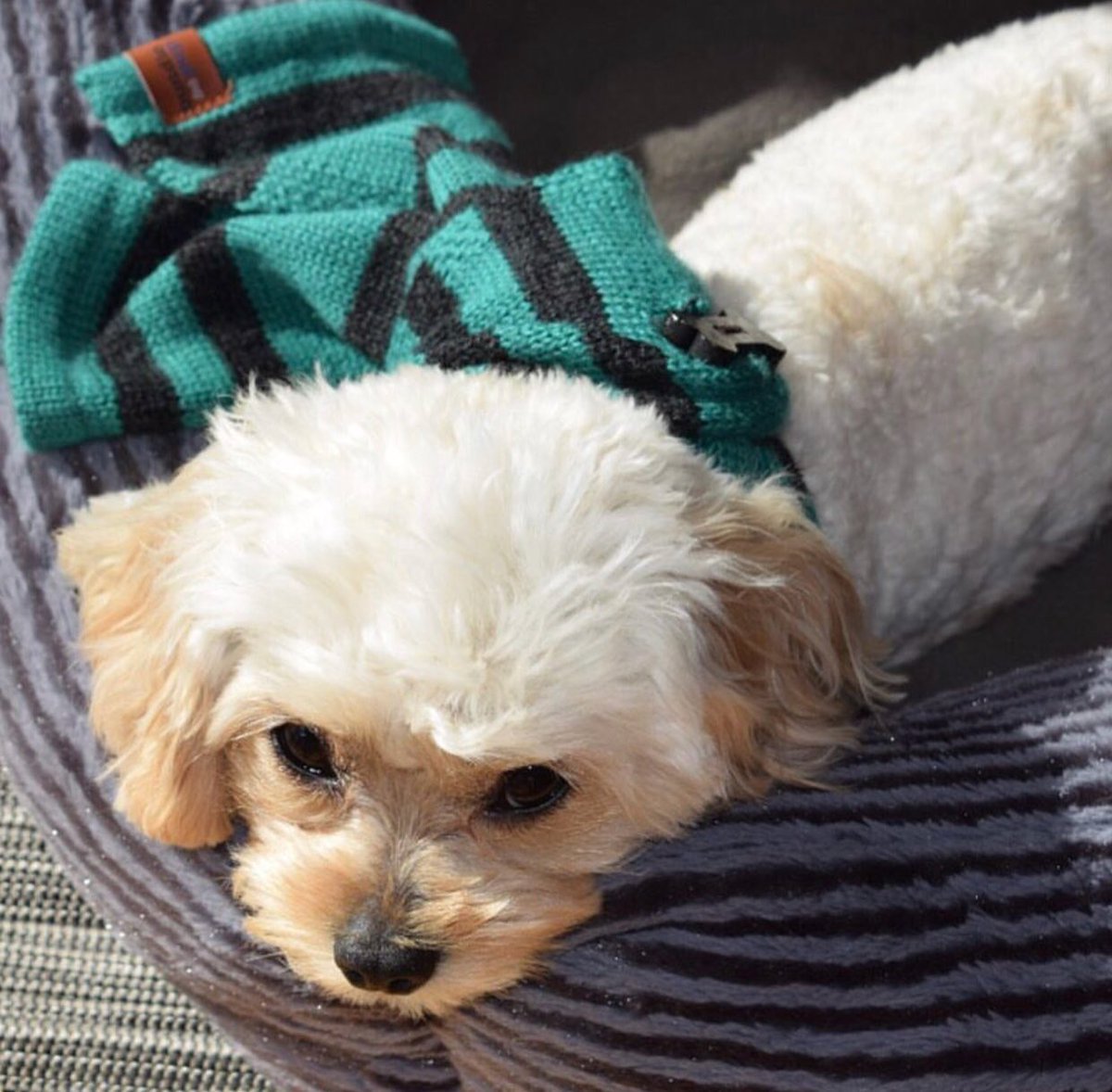 BundlePup's tweet image. Sundays are for Snuggles &amp;amp; Scarves 😍