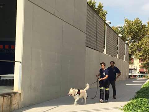 ucr_valencia's tweet photo. Dos de nuestros binomios aprendiendo mucho sobre #maintrailing en #Barcelona. Técnica de búsqueda muy necesaria en grandes áreas. 🐕💪🏻 https://t.co/WY0ardpfmI