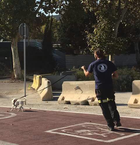 ucr_valencia's tweet photo. Dos de nuestros binomios aprendiendo mucho sobre #maintrailing en #Barcelona. Técnica de búsqueda muy necesaria en grandes áreas. 🐕💪🏻 https://t.co/WY0ardpfmI