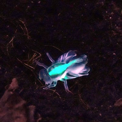 ASA_CSSA_SSSA's tweet photo. #SoilsMatter! Are there really glow-in-the-dark soil organisms? Read on! https://t.co/JwjugrpoUO…k-soil-organisms/ https://t.co/6ObFEoIagC