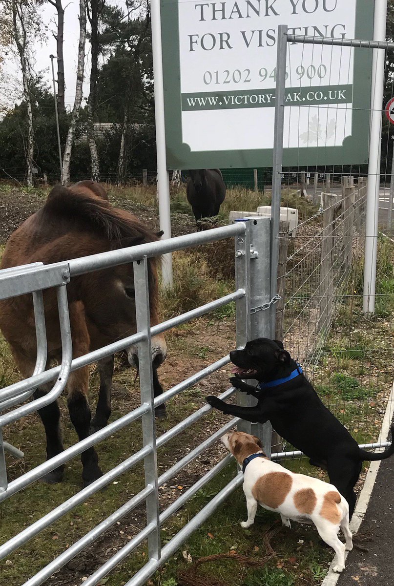 JonesRdelahunty's tweet photo. So which is your house 🏠? https://t.co/dengiRZe71