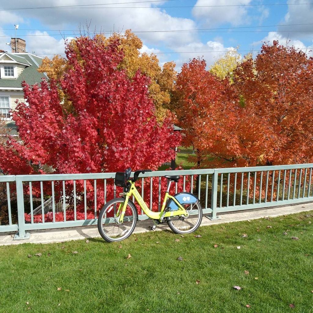 NiceRideMN's tweet photo. These leaves need #nofilter. Take a #niceride for your #leafpeeping adventures, #msp! #MakeItMSP #onlyinmn #bikesh… https://t.co/A5cxQQzHSy https://t.co/grYB2jEtd5
