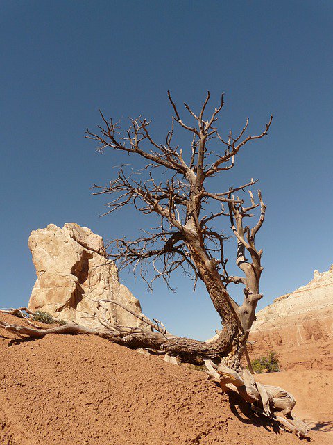 sunideamusic's tweet photo. Photo By LoggaWiggler | Pixabay 
 #tree #dry #drought #drought #farming https://t.co/GYUe8rKJyc