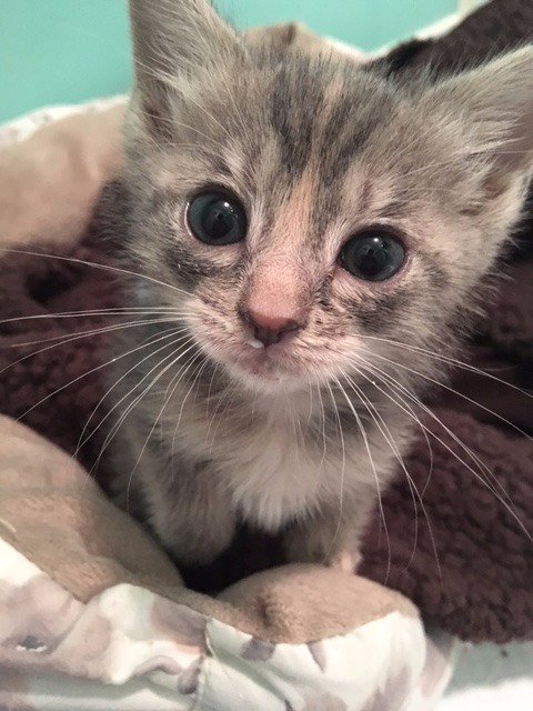 Adorable kitten PATTY avail soon in NYC! Saved from shelter at 3 weeks old. petfinder.com/petdetail/3965…