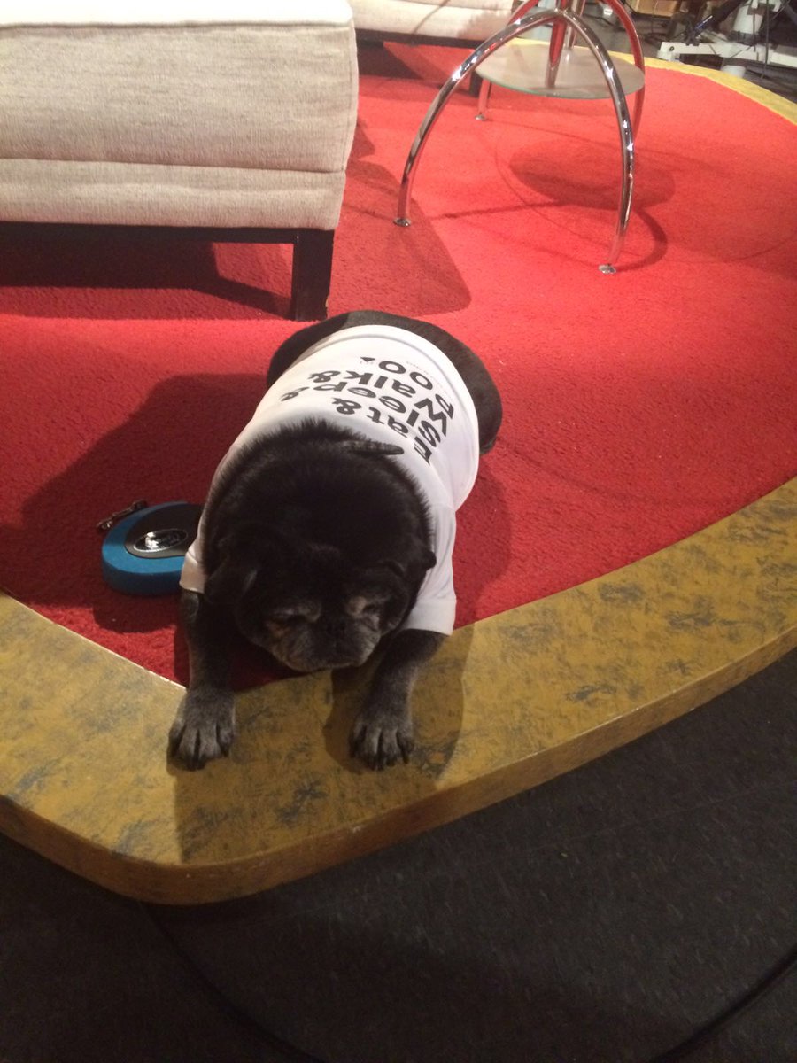 HWBPApparel's tweet photo. #happynationalpugday friends :) https://t.co/audAZ4fGEP