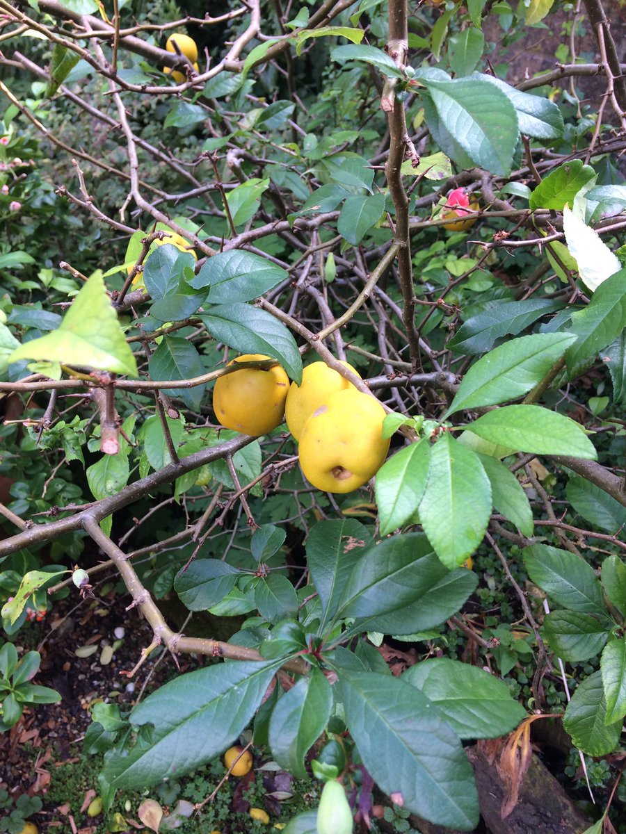 Nina Pullman Auf Twitter New Garden Has Grapes Figs And Quince