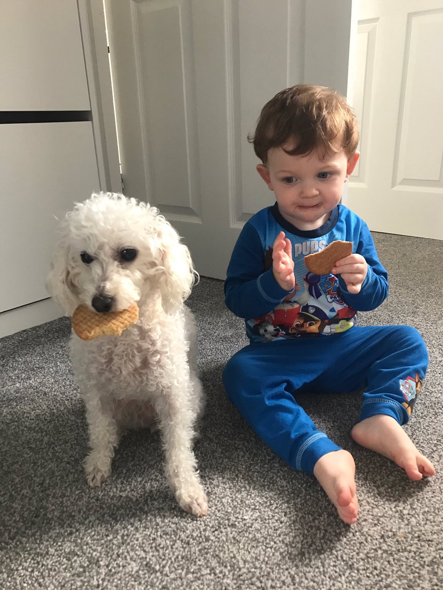 _thompson1990's tweet photo. @Vickiie_C  best friends brother and sister eating biscuits ❤️🐩 xx https://t.co/xQuuc7MVhh