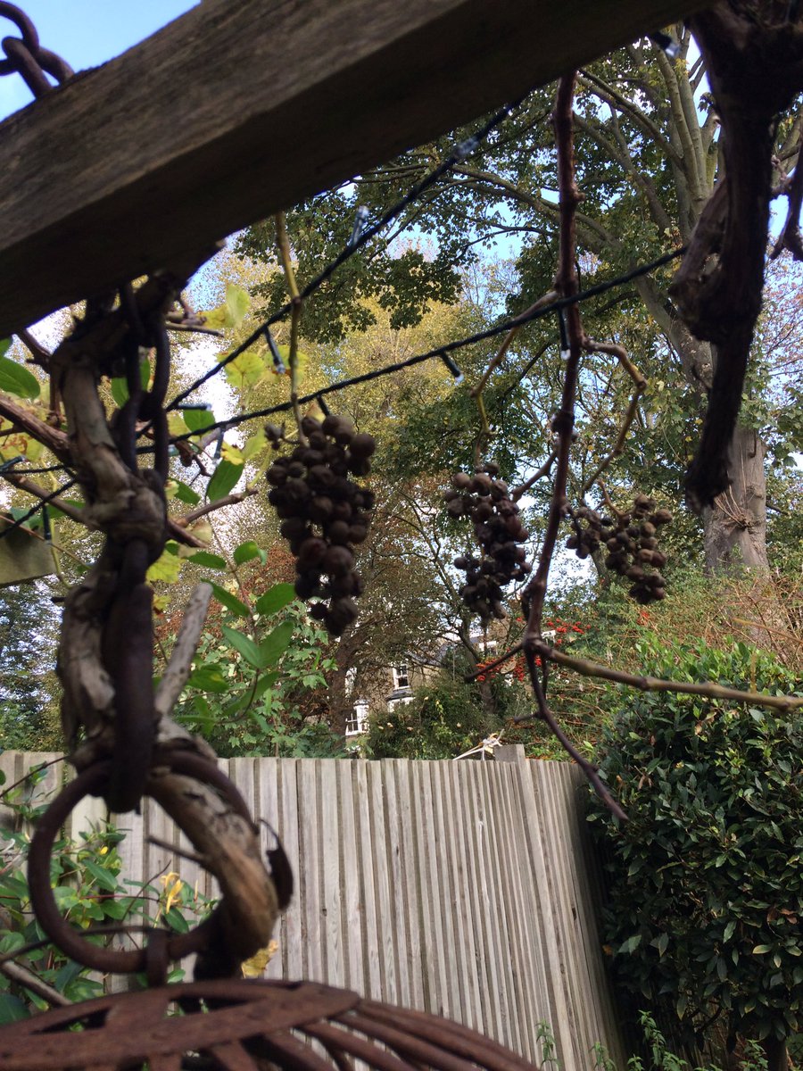 Nina Pullman Auf Twitter New Garden Has Grapes Figs And Quince