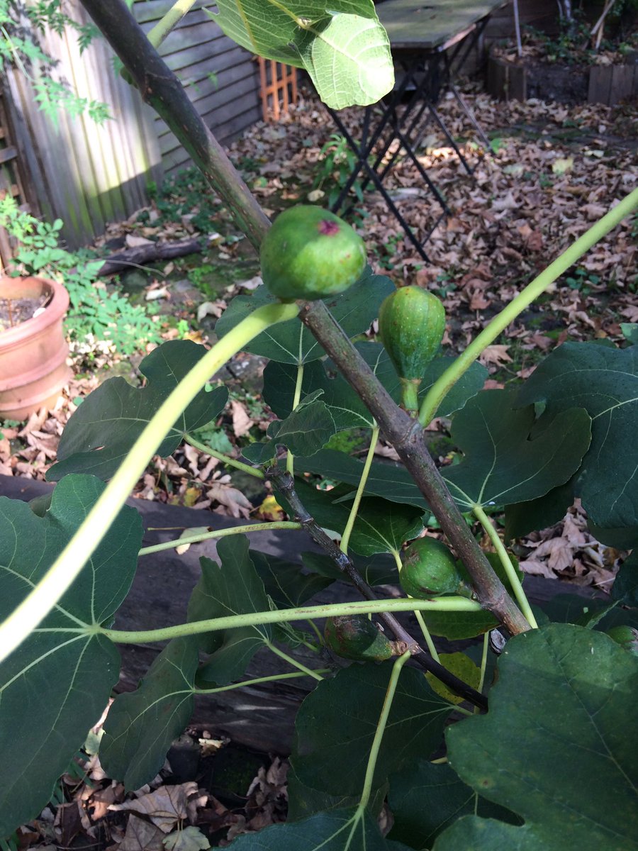 Nina Pullman Auf Twitter New Garden Has Grapes Figs And Quince