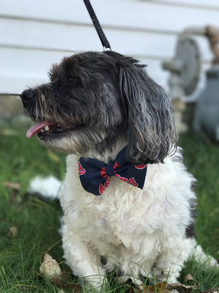 callmecurl22's tweet photo. Majestic doesn't even begin to cover him. 😍❤️💙 #Repyourteam #furbabylife #offseasonornot #Pawkids @Indians https://t.co/hi3Whp3udT