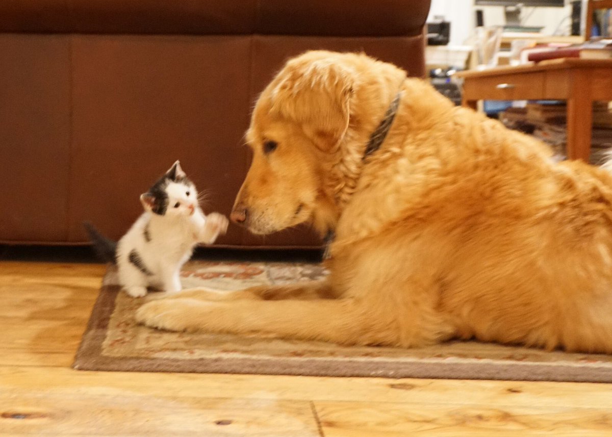 Scedwards99's tweet photo. @dog_rates https://t.co/hc54k9J3mU