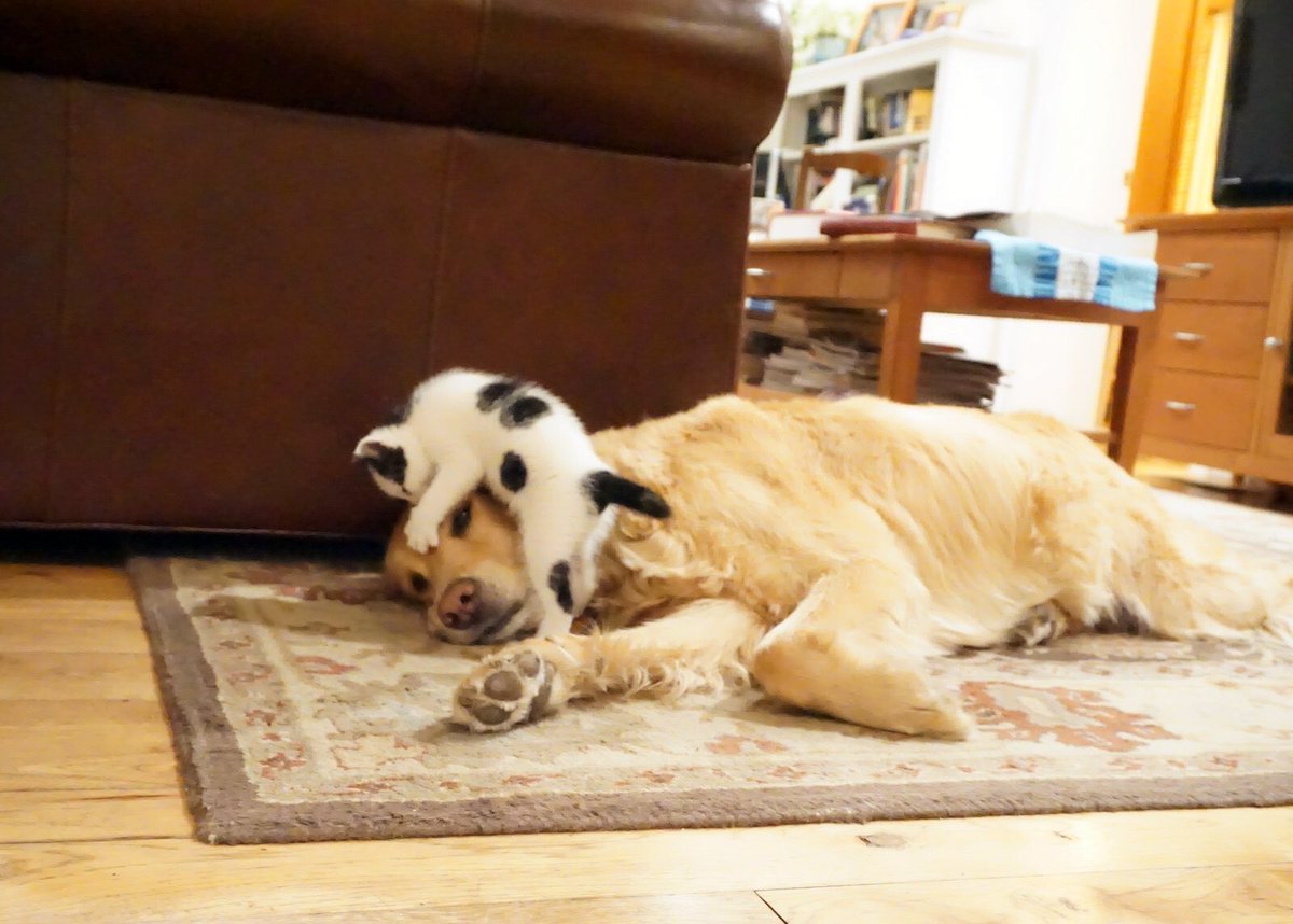 Scedwards99's tweet photo. @dog_rates https://t.co/zQjkxjKPn7