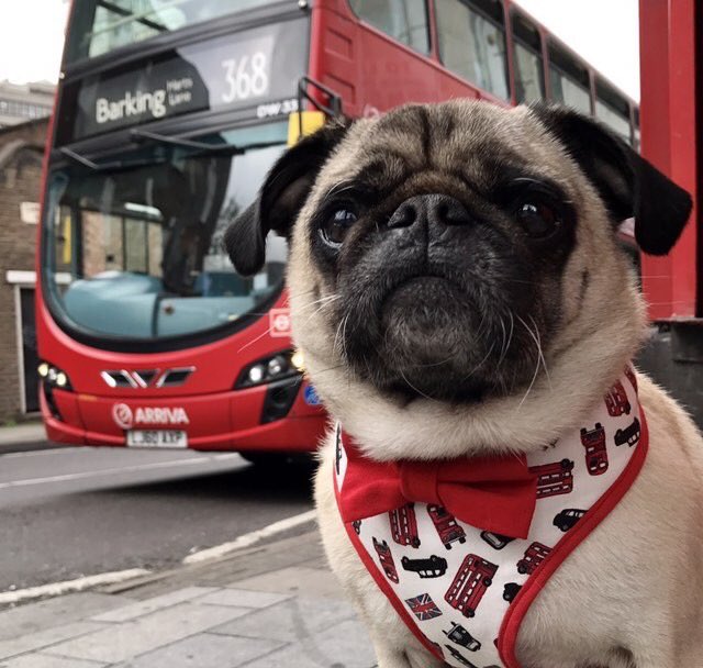 Poochusir's tweet photo. Coming tomorrow! Our fabulous charity range for @dotslondon modelled by handsome @DougPugTherapy https://t.co/3HczK7CNEz