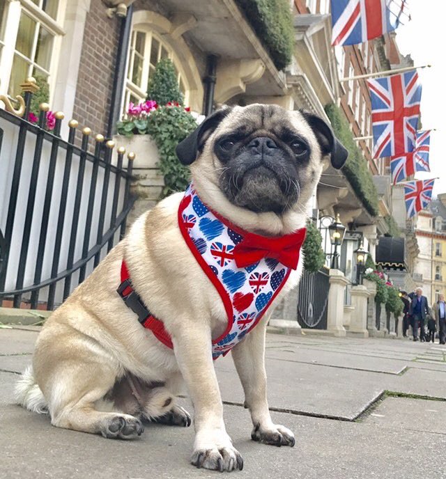 Poochusir's tweet photo. Coming tomorrow! Our fabulous charity range for @dotslondon modelled by handsome @DougPugTherapy https://t.co/3HczK7CNEz