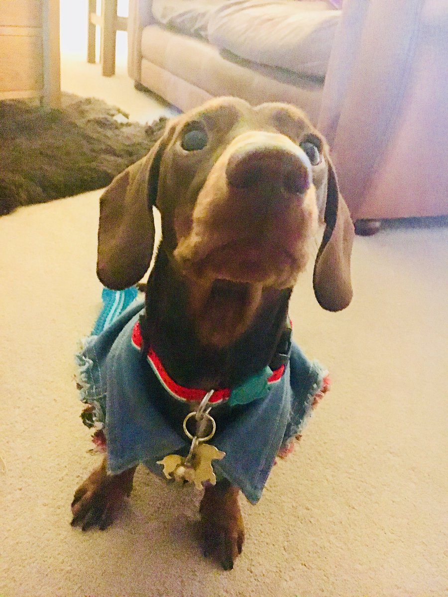LynnieBMW1's tweet photo. Chilli rocking his new @pawsandhounds dachsie tag with @amigoswardrobe denim😍#sausagedog #puplife. https://t.co/Z8XPAgLSNm
