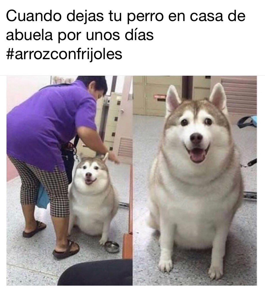 SonnyBoy_305's tweet photo. No one is safe!! 😅🇨🇺👵🏻🐶 #quepasausa #cubandogs https://t.co/N355IvOa35