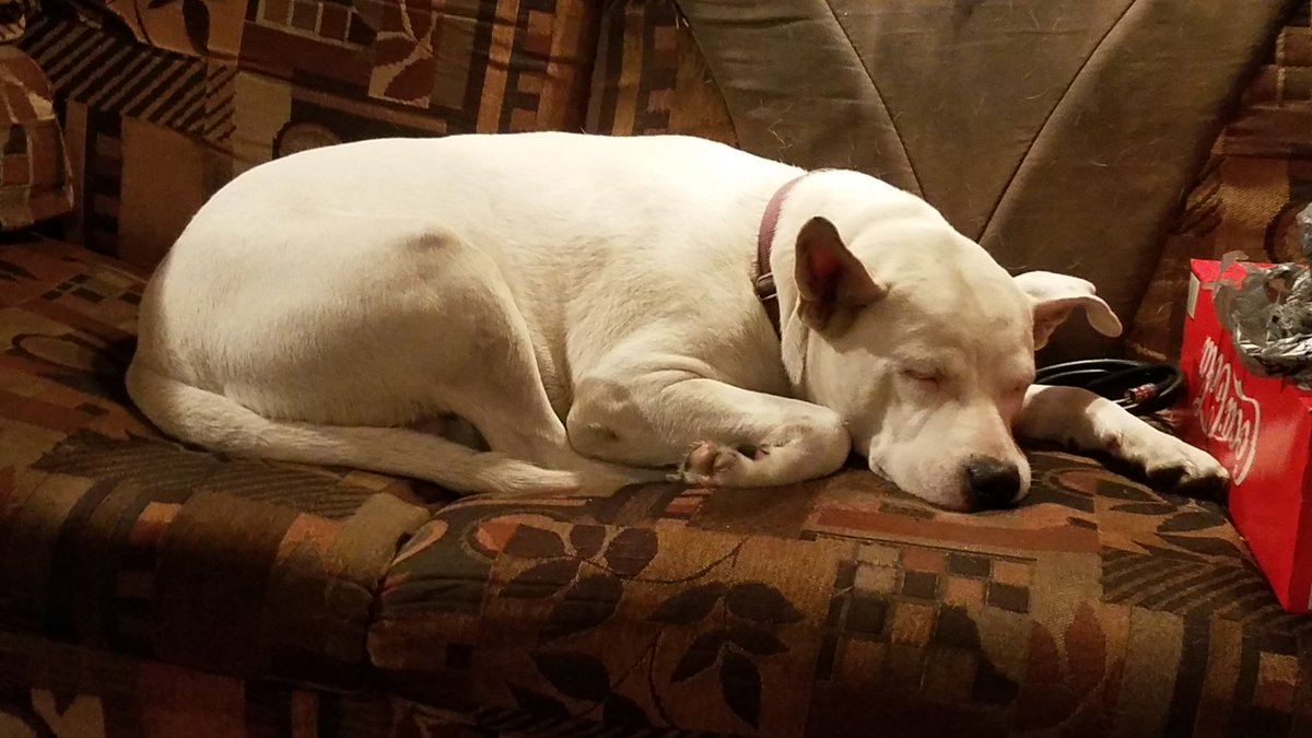 #CampPet Snoring up a storm!!!! Loving the RV. 2008 Forest River Surveyor 264