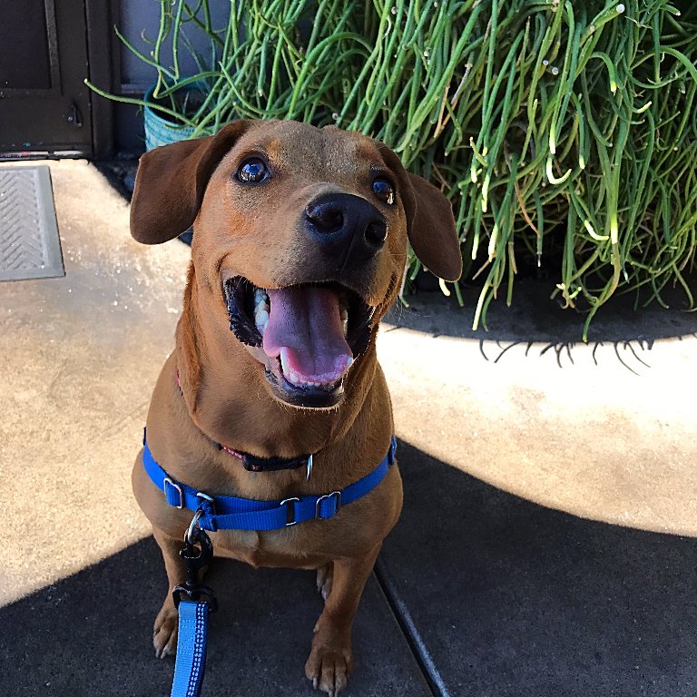 32shea's tweet photo. Someone's happy to be at #32Shea! #dogfriendlypatio #dogsof32Shea #sheaborhood #bestpatiophoenix #brunch #coffee #lunch #dinner #cocktails https://t.co/nNDBBpMwZQ