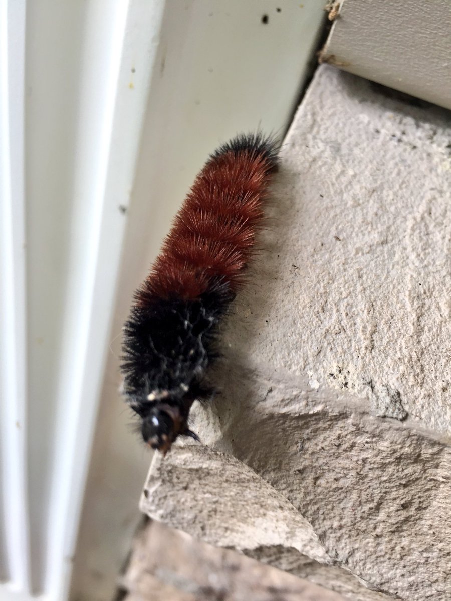 JaimieWeiss's tweet photo. Looks like it’s going to be a mild winter! #woollyworm #woollybear #winterpredictions #mothernature https://t.co/IVHJlKUPq6