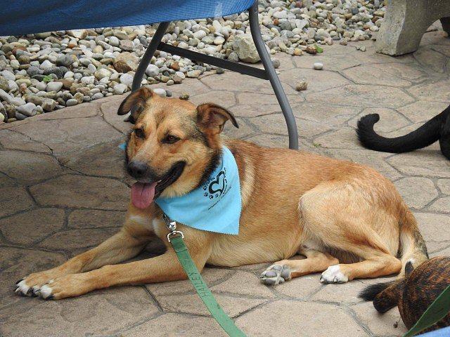 Max Is A Gentle Giant Who Is Looking For His Forever Home bit.ly/2ynrgPT #YQG https://t.co/IyFZTmZeIP
