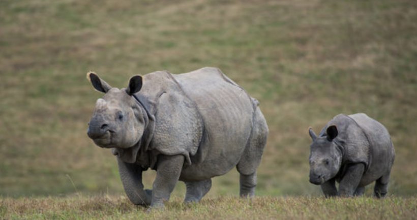 fightforrhinos's tweet photo. #Rhinos coming to Seattle zoo for first time https://t.co/VXwvlFzHFM https://t.co/r4v7QG8v40