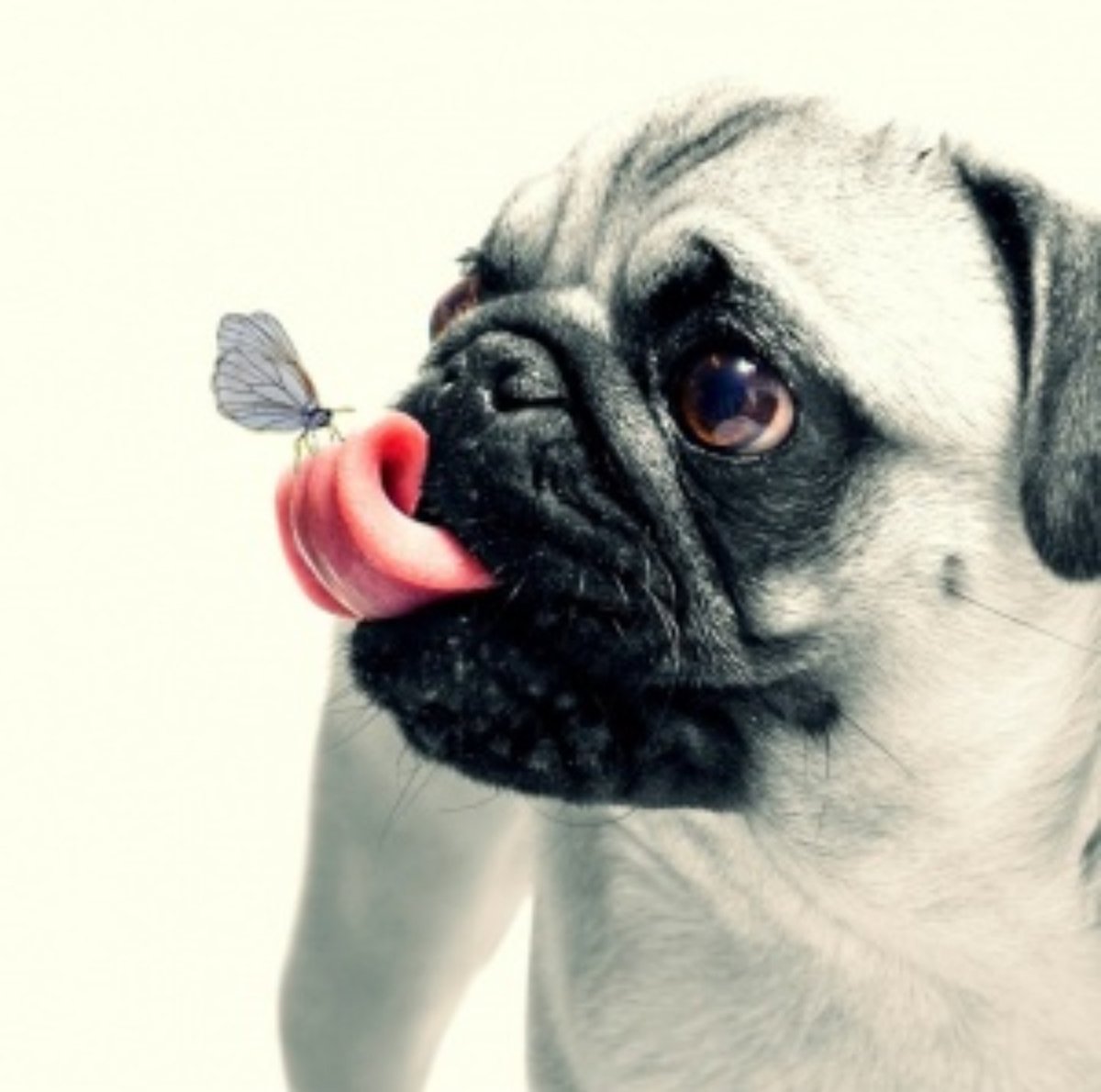 MorganAshley815's tweet photo. Happy National Pug Day ❤️ #nationalpugday https://t.co/xLogXjesIR