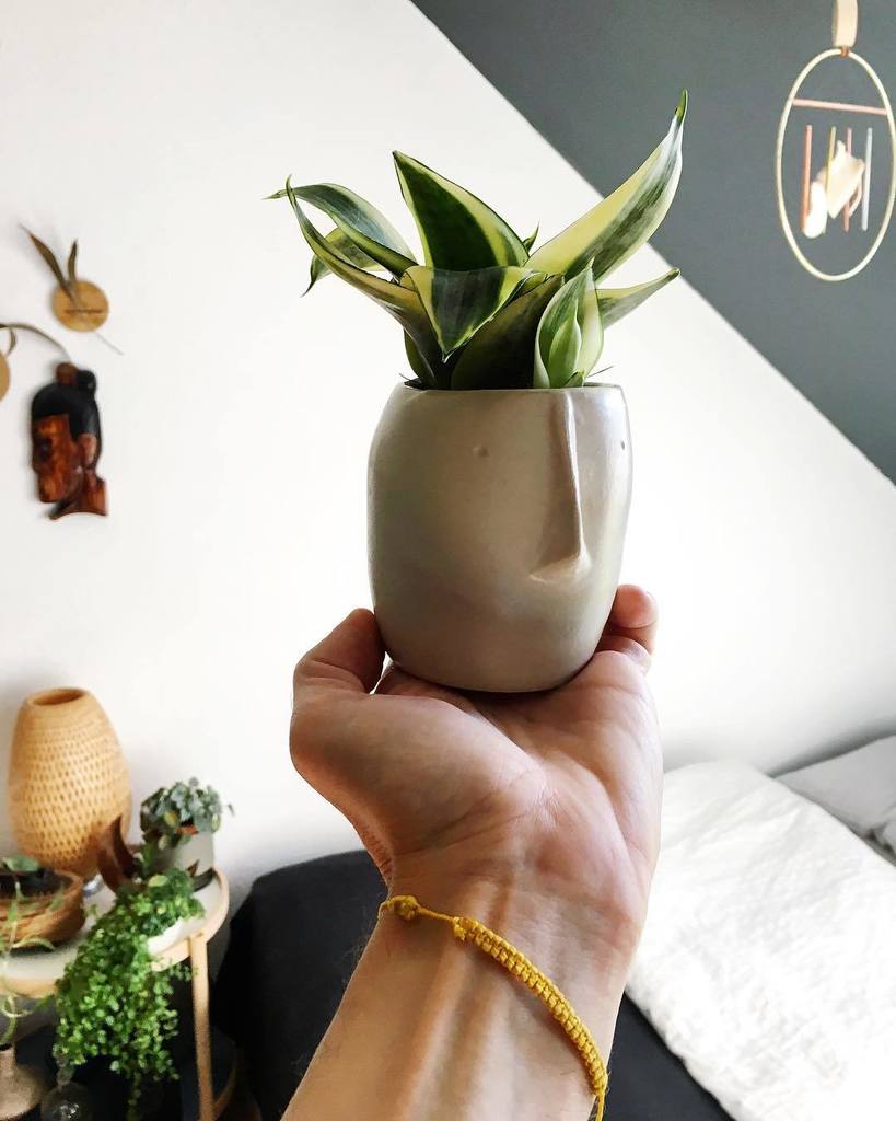 IgorJosif's tweet photo. New plant family member: mini Sansevieria in a cute handmade pot by @mosskeramik from Berlin. Now how should we name this cutie?🤔💚🌿 #prsamp… https://t.co/YUFBzmSfk2