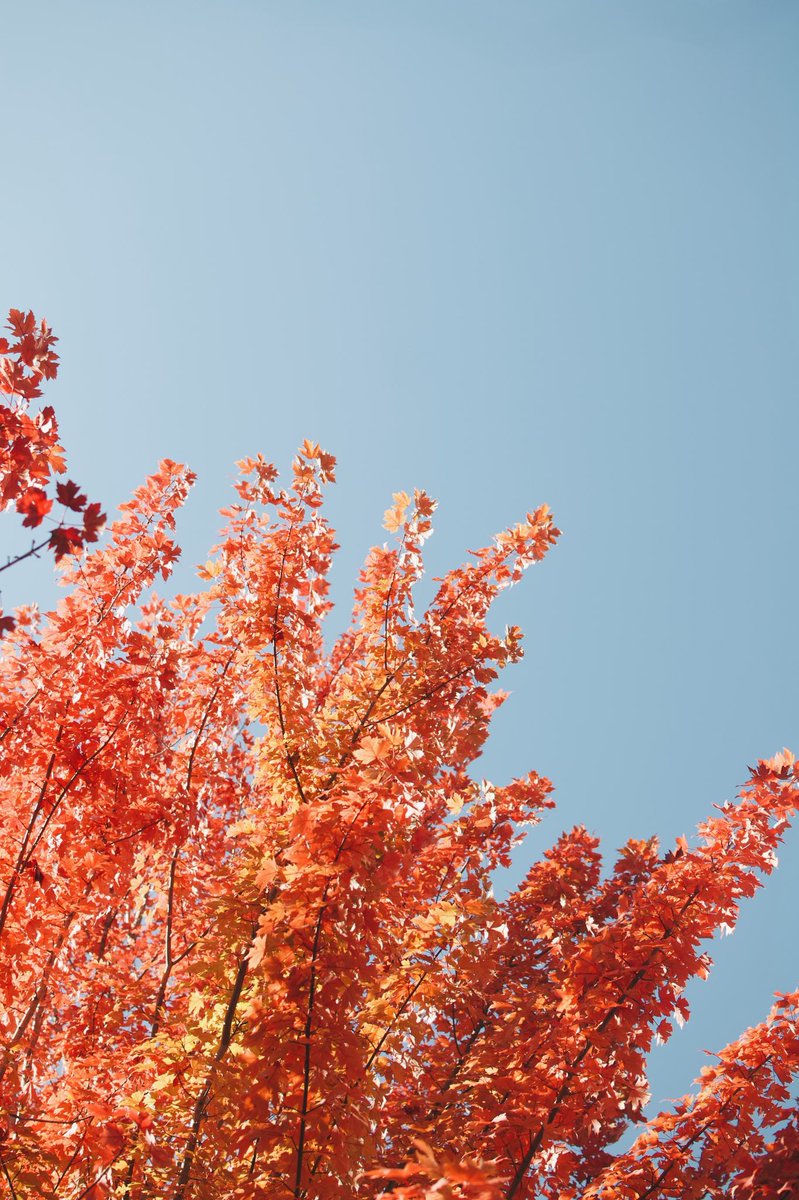 odonalberto's tweet photo. Changing of Seasons in the 503 🌲🍂🍁 https://t.co/dssGU3lVGm