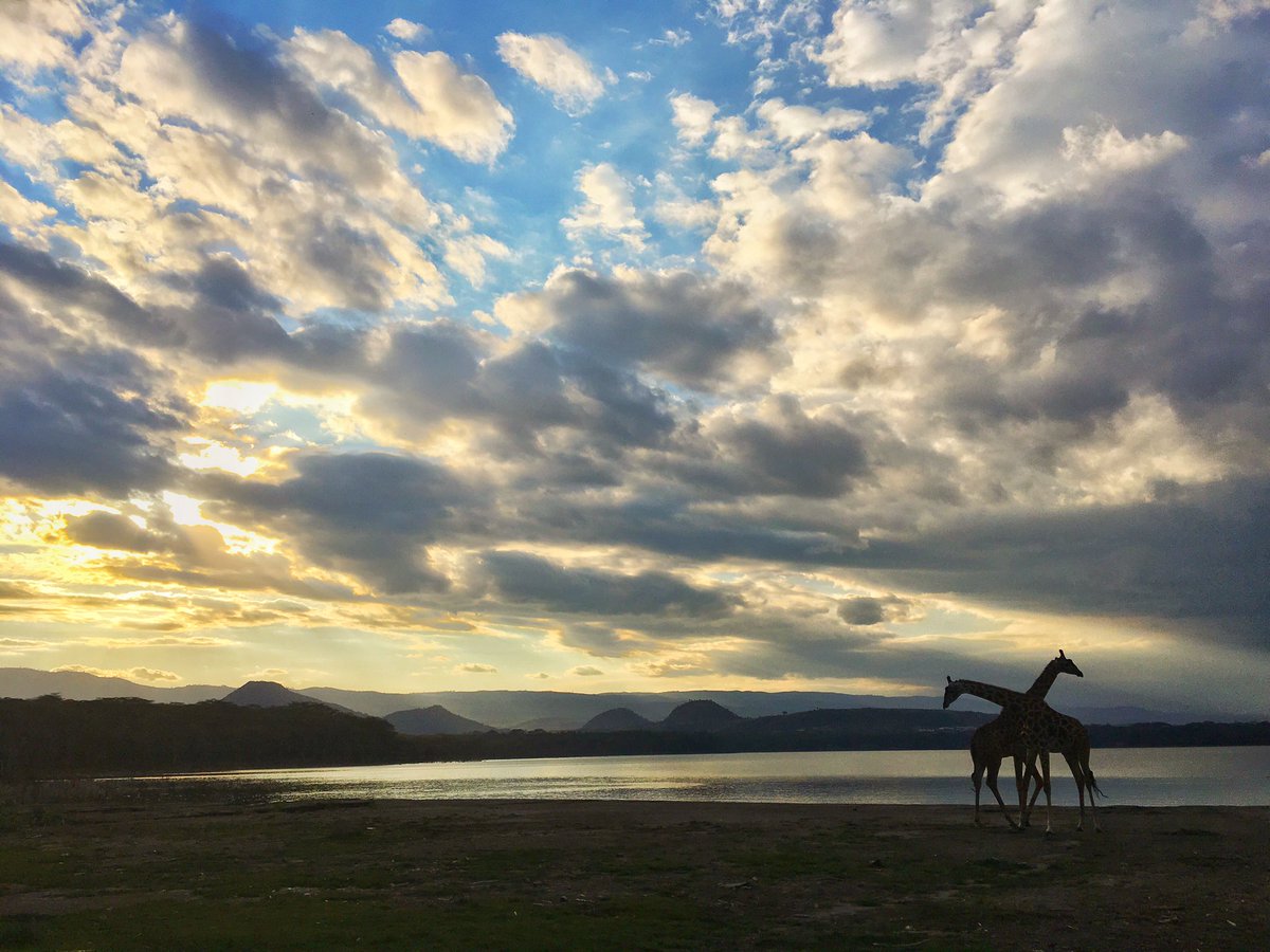 Geoff Mayes tweet media