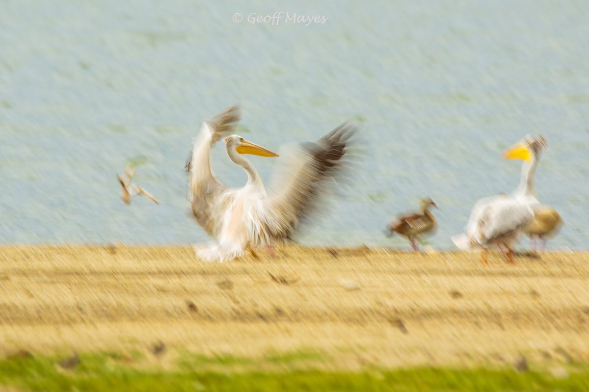 Geoff Mayes tweet media