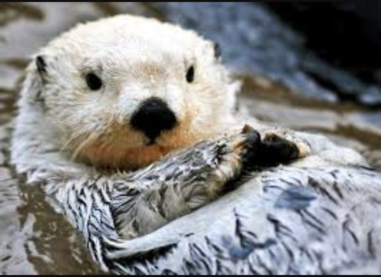 ShopLunaBay's tweet photo. Check out all of our products at https://t.co/hN2BjxTX7q, 10% of all profits go towards saving endangered sea otters!💙 https://t.co/YAGwfdCFFK