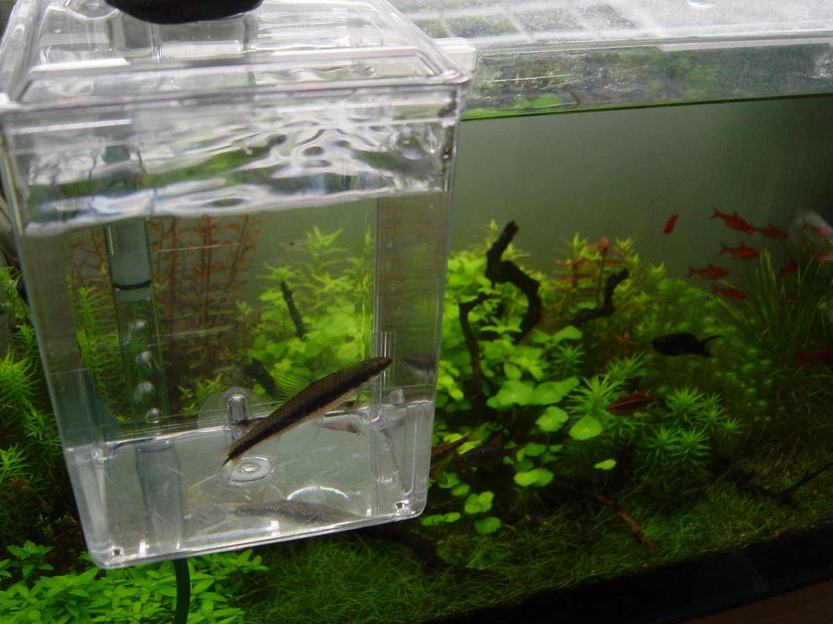 Marsh 40cm水槽のサイアミーズフライングフォックスを1匹だけ60cm大磯水草水槽へ 7cmぐらいあるのでさすがにデカく感じますw 画像3は去年からこの水槽に居る子です この子の方を先に買いましたがフレークしか与えてないので3cmから1年で4 5cmに成長した