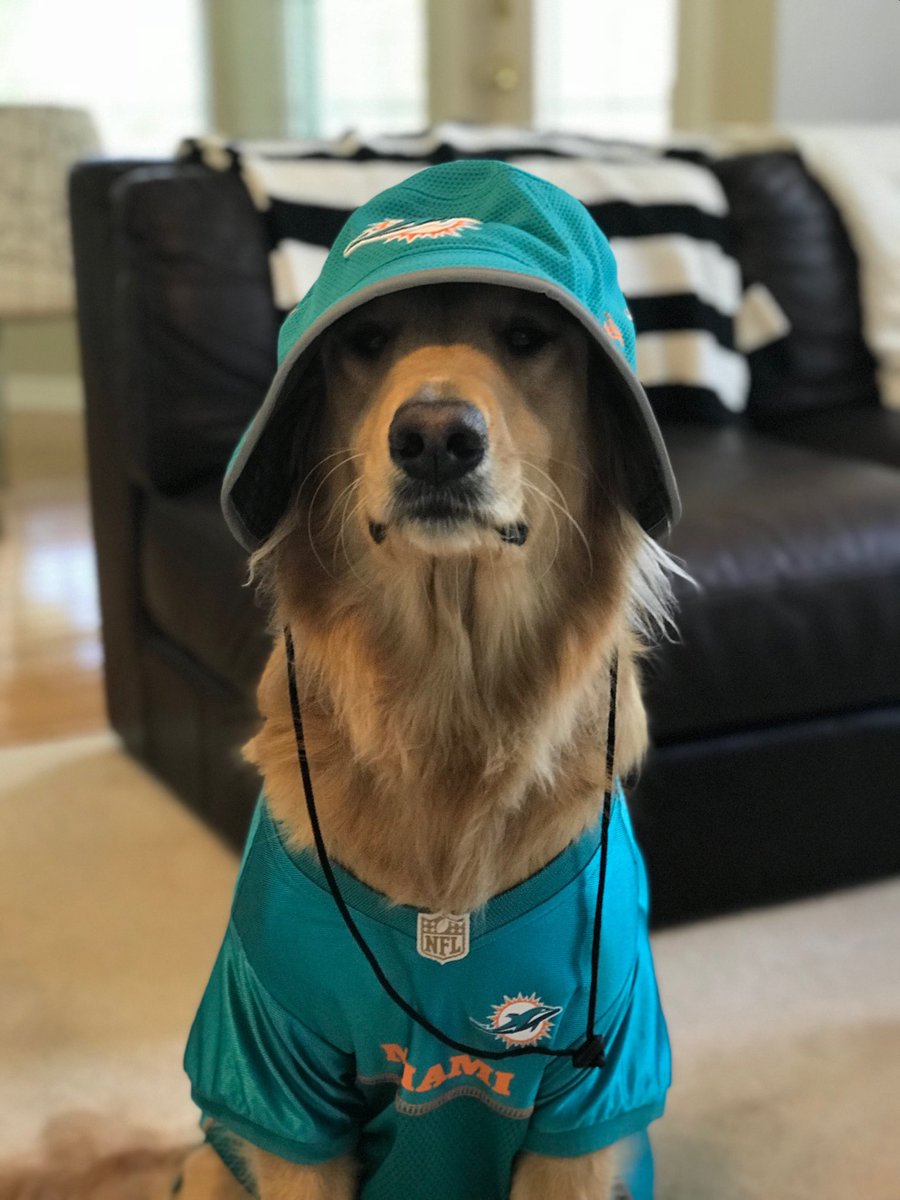 EOlane's tweet photo. Let’s go Dolphins!! Game face on! #MiamiDolphins #goldenretriever @vfly13 https://t.co/9tO5YNdgxP