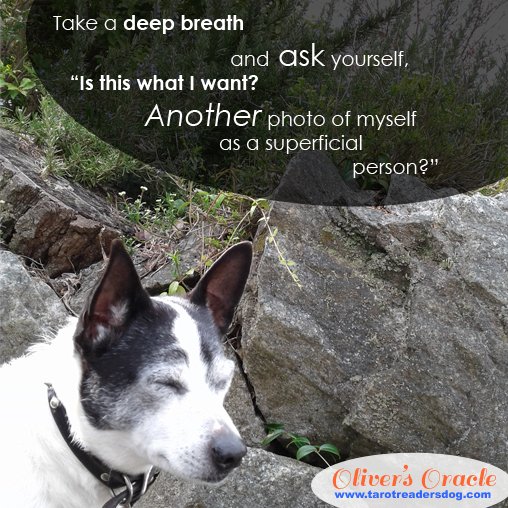 TarotReadersDog's tweet photo. You have so much more to offer the world! #selfiereflection #superficial #dogwisdom #love #kindness https://t.co/WscAKVKZvK