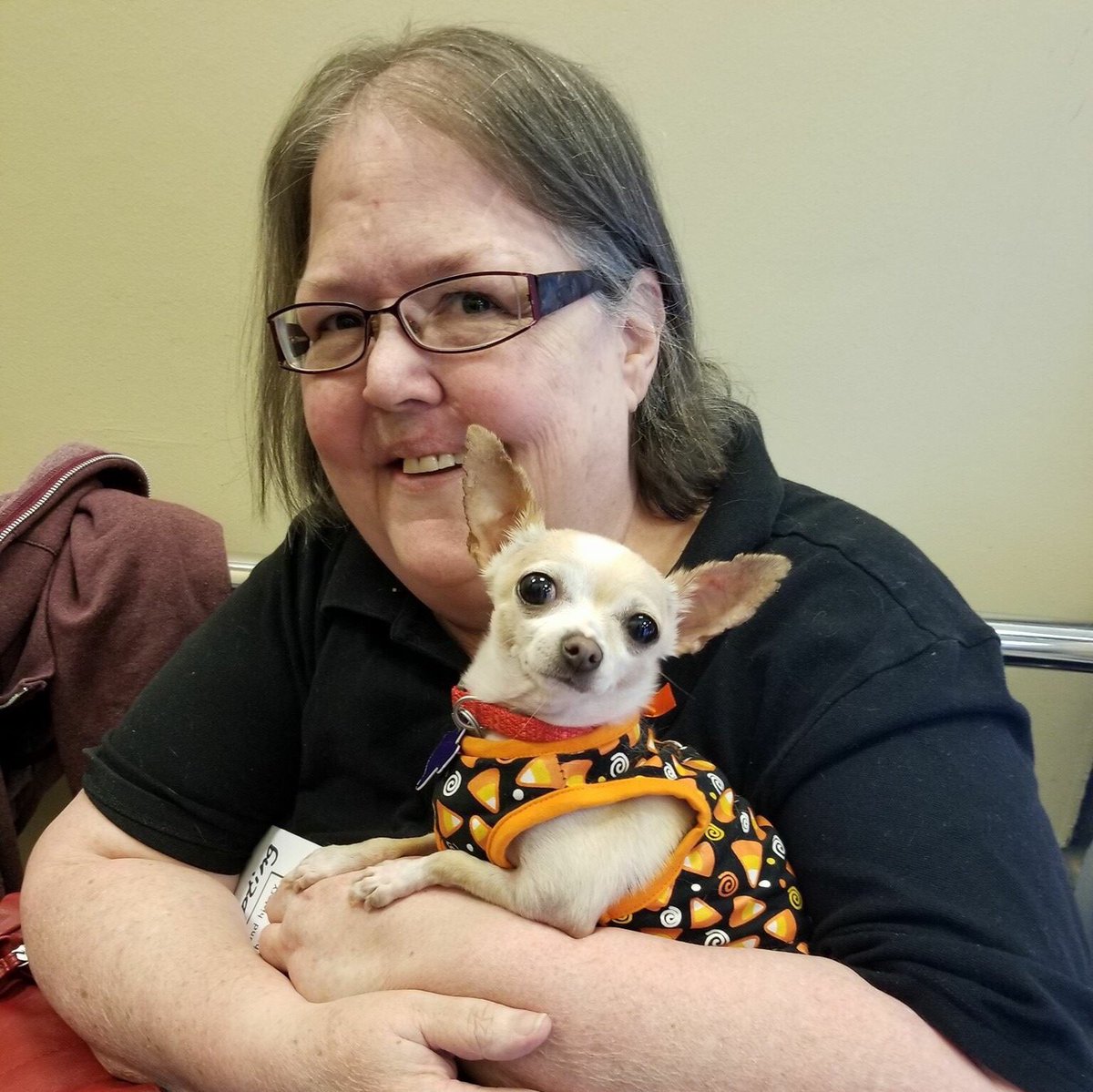 Posey found her forever mama! After injury, surgery, &amp; recovery, she is ready for the good life. #happytails #chihuahua
