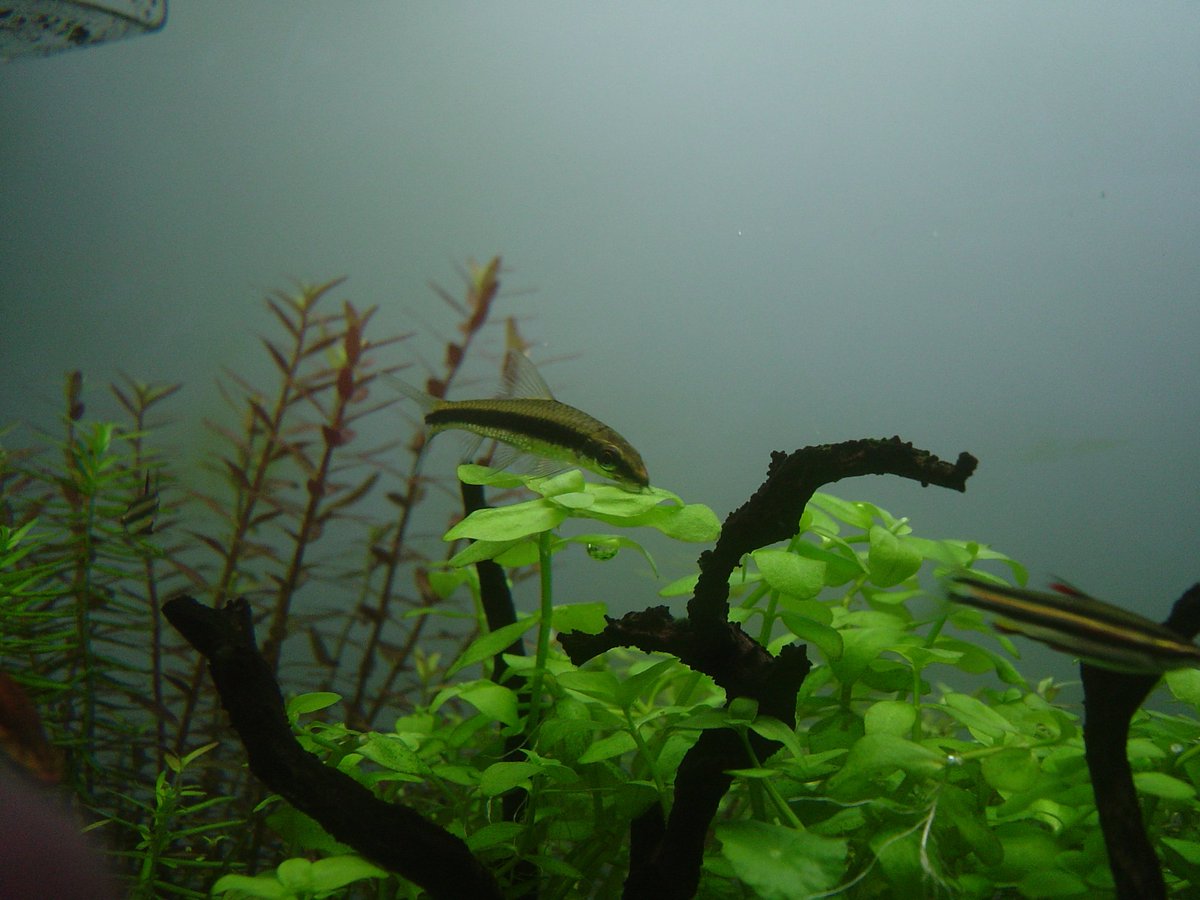 Marsh 40cm水槽のサイアミーズフライングフォックスを1匹だけ60cm大磯水草水槽へ 7cmぐらいあるのでさすがにデカく感じますw 画像3は去年からこの水槽に居る子です この子の方を先に買いましたがフレークしか与えてないので3cmから1年で4 5cmに成長した