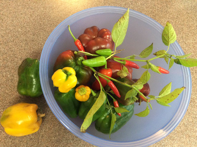drjoend's tweet photo. Not so bumper crop on peppers🌶😞. Oh well -next year. #drjoend #urbangardenyyc #organicpeppers #betterlucknexttime #fcnm #growyourownfood https://t.co/id6U0YgPHC
