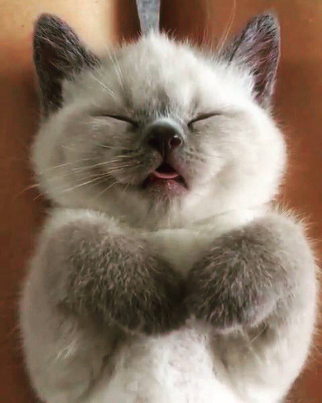 CatCurioOnline's tweet photo. The Too-Comfortable #Cat Expression
🐈 #CatsOfTwitter #catlover #catfollower #cat https://t.co/5PUoC0GOsB