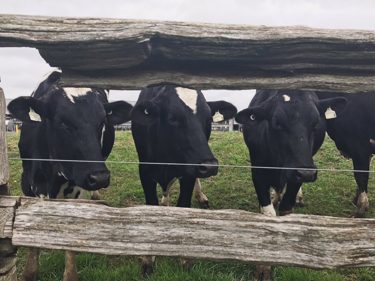 LondonCowSave's tweet photo. Ditch the dairy 🚫🍼🐄 you aren't a baby cow. 
Choose #vegan 🌱 https://t.co/ILxbp8nnsU