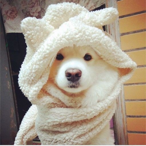 zabaxxx2u's tweet photo. Pls rt #coldoutsidefic
Os : allergic
#องเนียลวีคลี่
week 17 - hug
https://t.co/s4aFf4oP2Q
#เนียลอง #ongnielfic https://t.co/B98SSP1vwn
