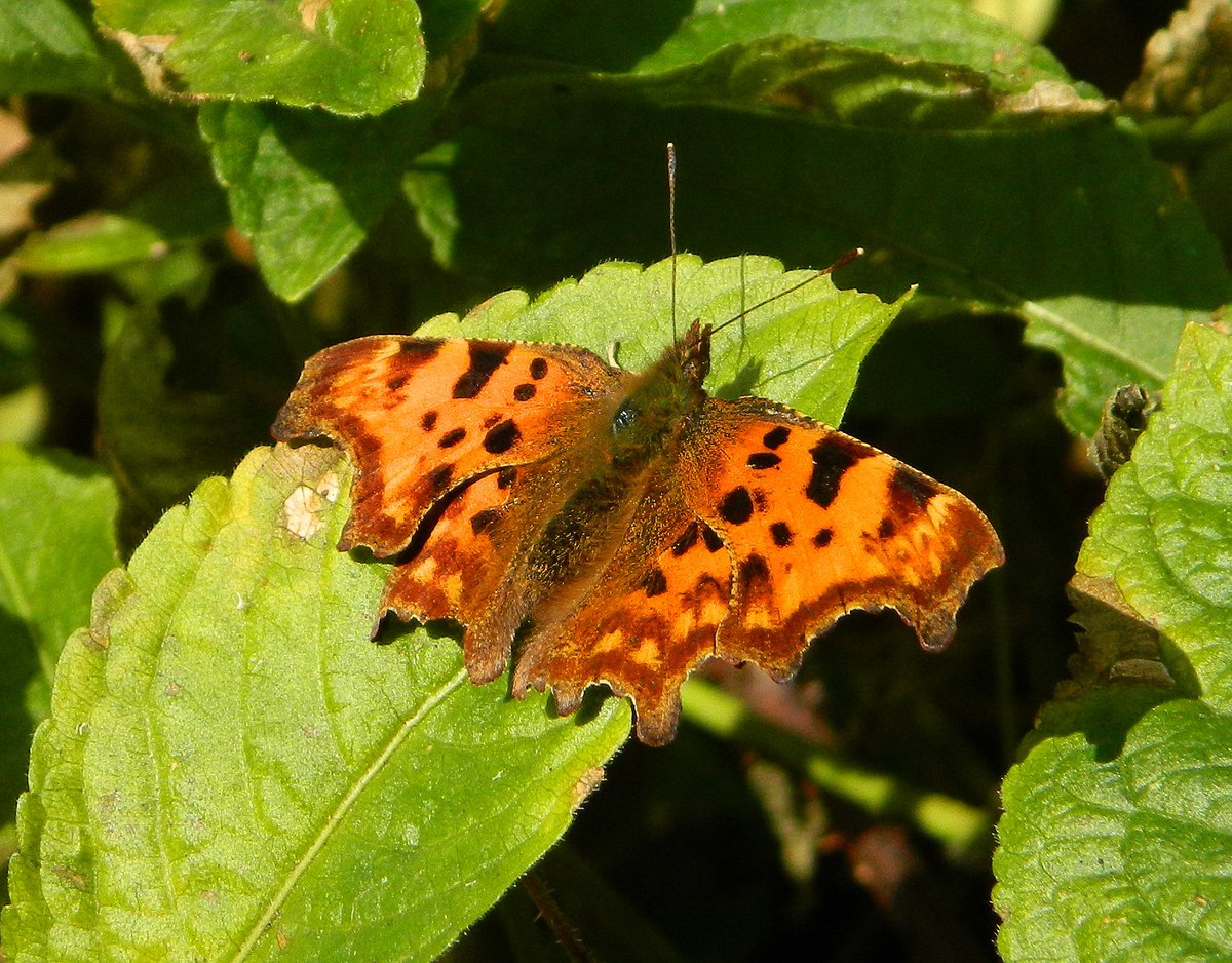 Reefpaths's tweet photo. “Catching fire” – So fortunate to see this spectacular Comma butterfly absorbing dappled rays of sunshine in woodland area of #TunstallHills 2day @THPG91 #NatureInspires @Britnatureguide https://t.co/nMtQxSmH7d