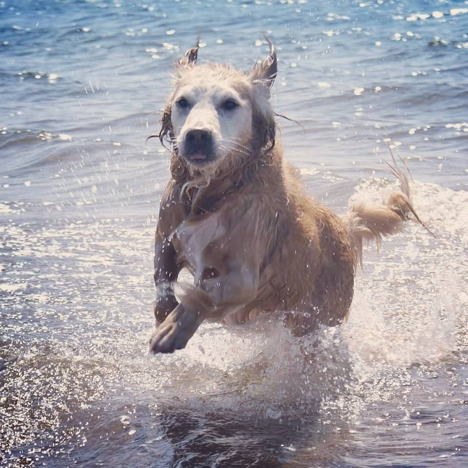 Dogs ❤ swimming in the sea but it can cause muscular stiffness &amp; pain. It's important to swim in a theraputic temp range for injured dogs 🐶🐕