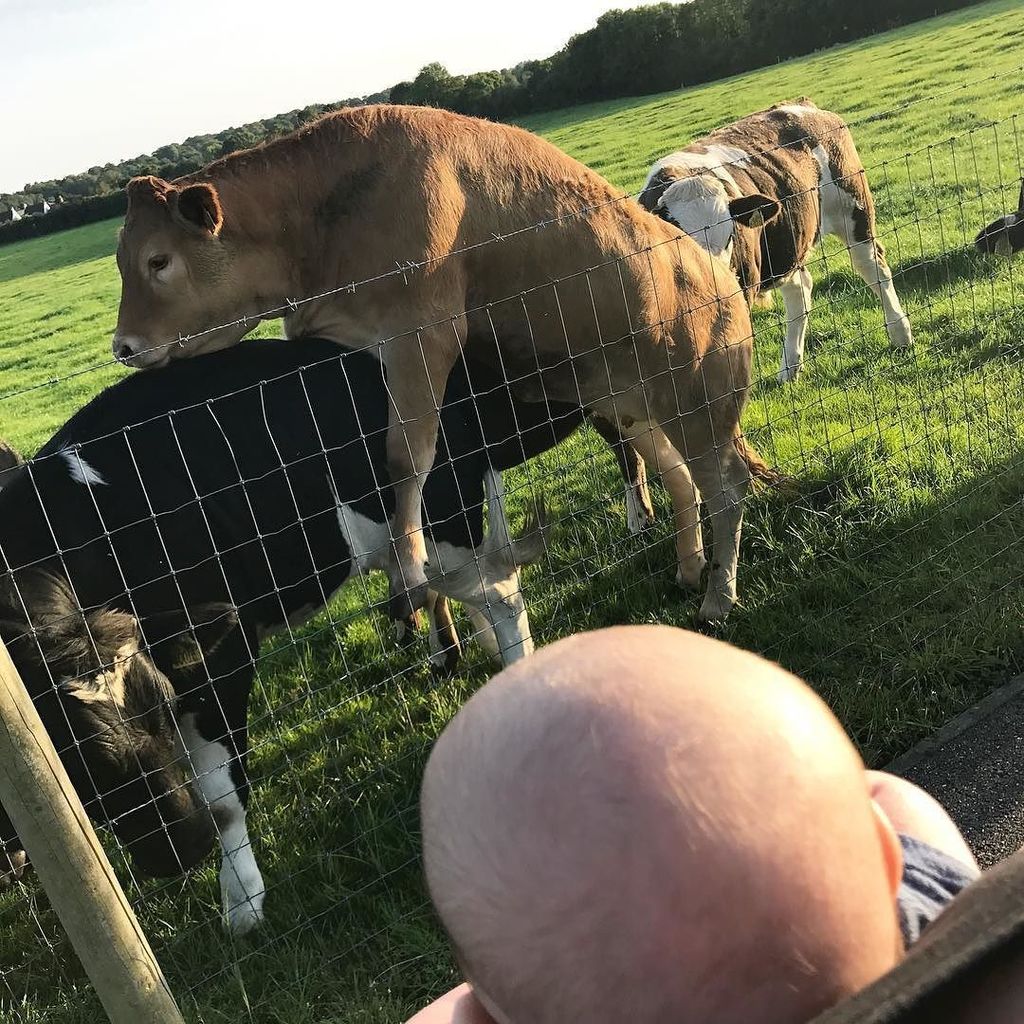 Storm_Keating's tweet photo. Can’t take kids anywhere these days 👀 #countrystroll  #kinkycows #sundayz https://t.co/HOwzakMQov https://t.co/EAAoPB5vjz