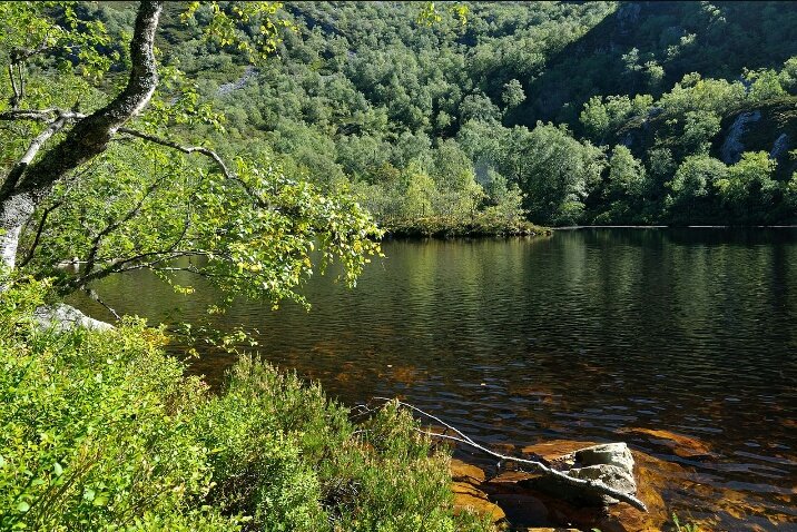 charoalvarez's tweet photo. Esto es la Reserva Natural de #Muniellos, el hogar del  
oso pardo, urogallos, lobos, corzos, jabalís, rebecos, nutrias

SE ESTÁ QUEMANDO. https://t.co/OixruKi6j3