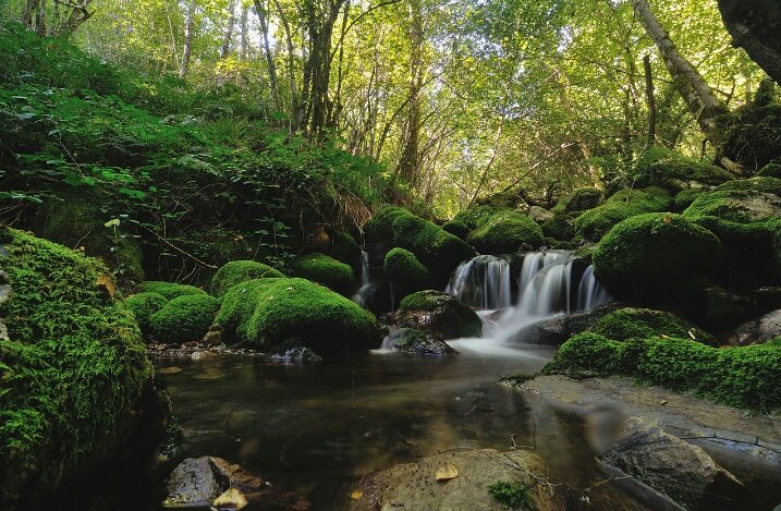Esto es la Reserva Natural de #Muniellos, el hogar del  
oso pardo, urogallos, lobos, corzos, jabalís, rebecos, nutrias

SE ESTÁ QUEMANDO.
